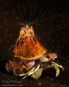 Hermit crab with a barnacle
Seattle, WA, U.S.A. by Tom Radio 